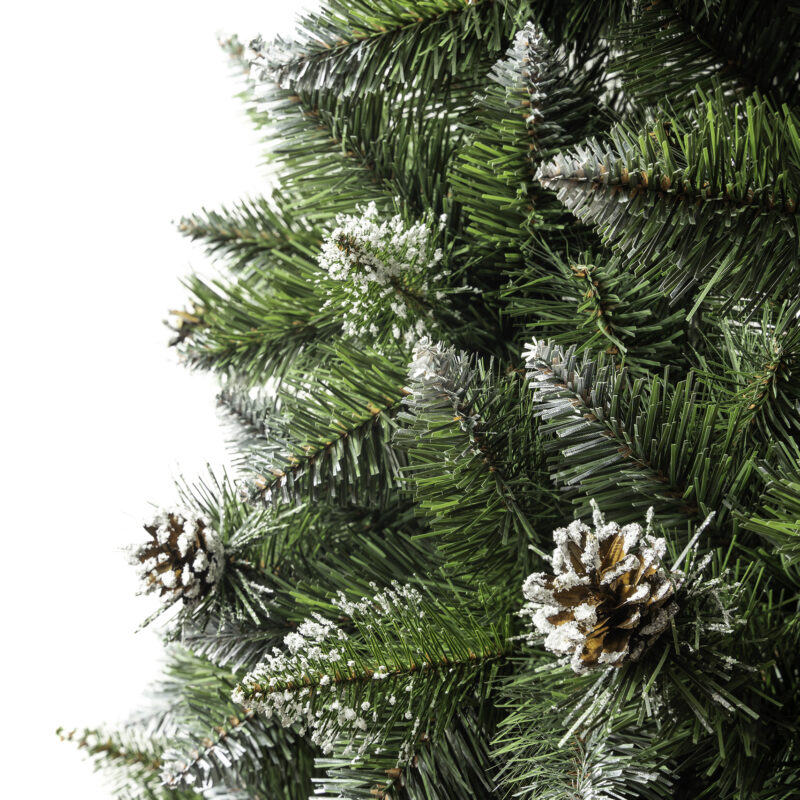 Sosna diamentowa PIEŃ 3