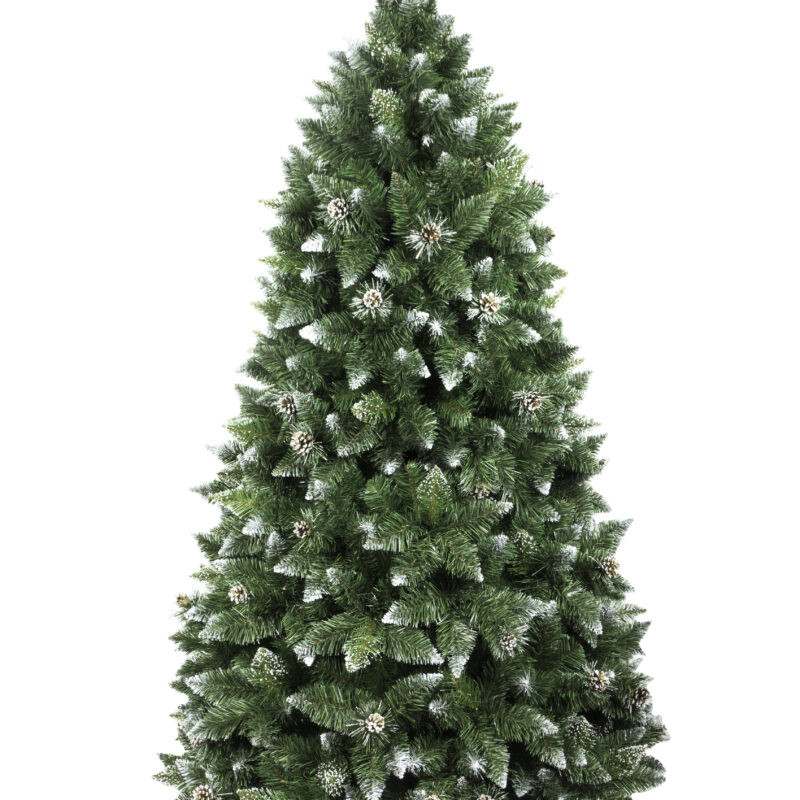 Sosna diamentowa STOJAK 2