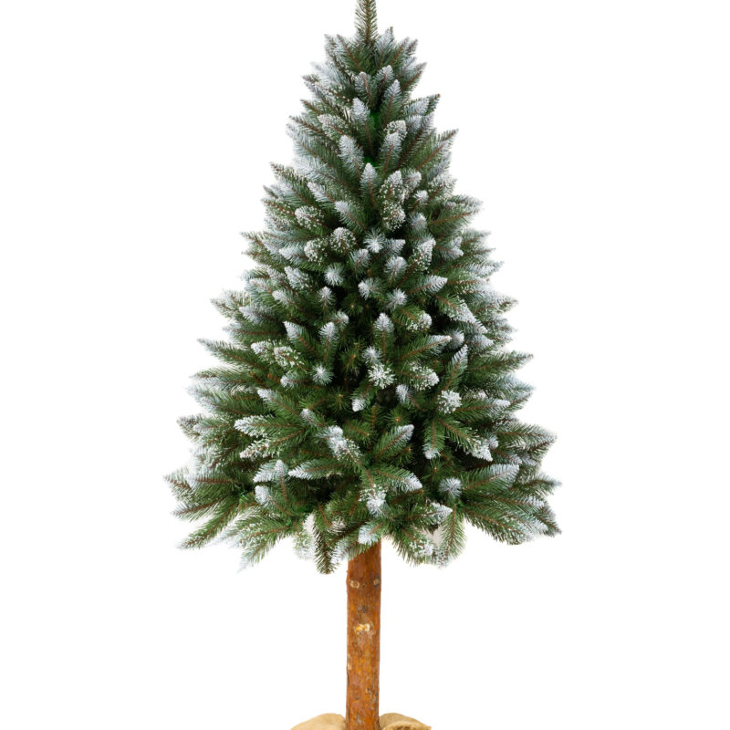 Świerk Diamentowy PIEŃ 2